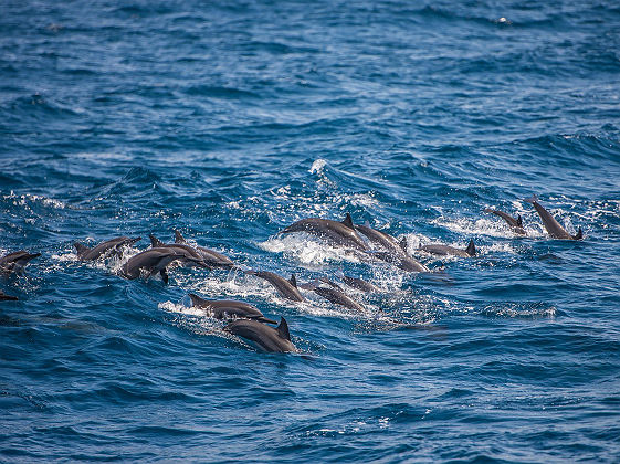 Observation des baleines et des dauphins au Sri Lanka