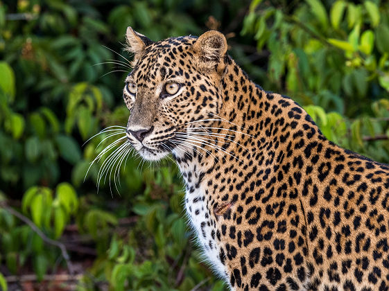 Léopard dans le parc national de Wilpattu - Sri Lanka