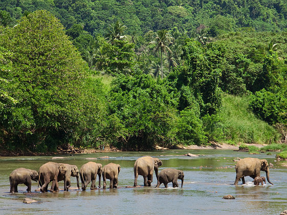 Elephants au Sri Lanka