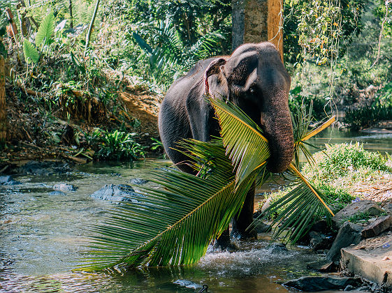 Elephants dans la région de Kandy - Sri Lanka