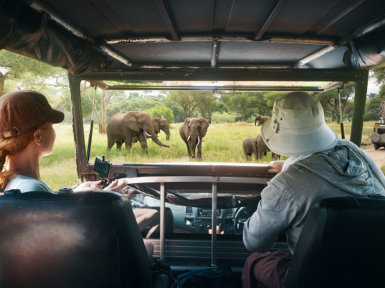 Safari à la rencontre des éléphants