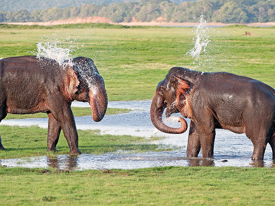 Elephants jouant dans le parc de Yala