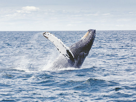 Baleine au Sri Lanka