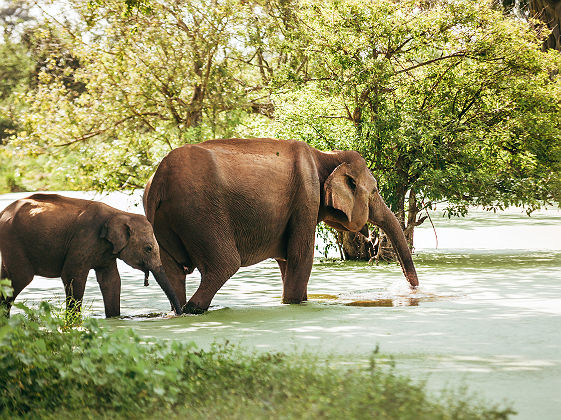 Elephants dans le Parc National d'Uda Walawe - Sri Lanka