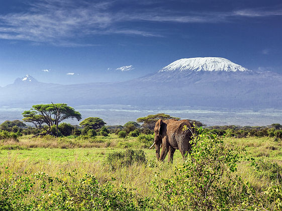 Éléphant en face du mont Kilimandjaro &amp; Mawenzi Peak - Tanzanie