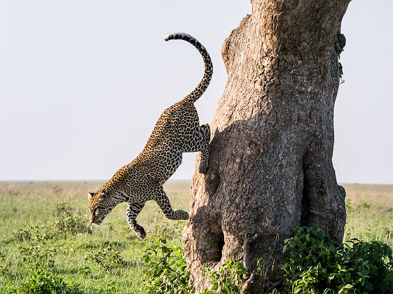 Léopard sautant d'un arbre - Tanzanie