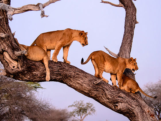 Lions dans le Parc national de Nyerere 