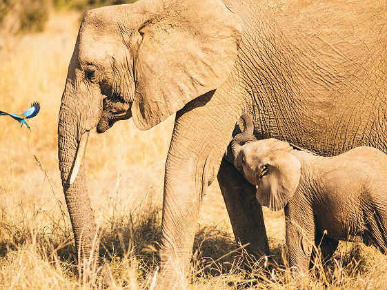 Portrait d'un éléphant et son bébé au parc national de Ruaha