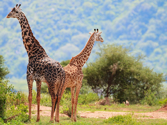 Tanzanie - Portrait d'une girafe dans le parc national Manyara