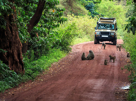 Afrique - Safari au parc national du lac Manyara