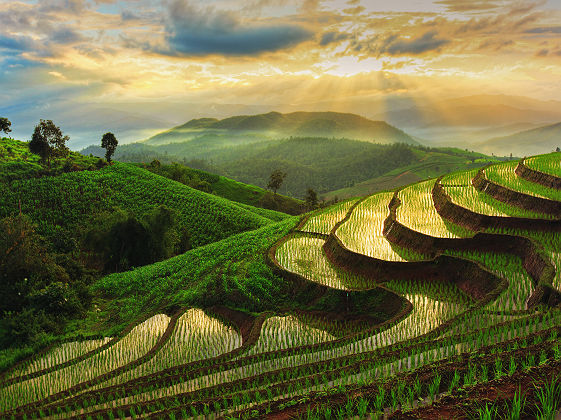 Thaïlande - Rizière en terrasse à Chiangmai