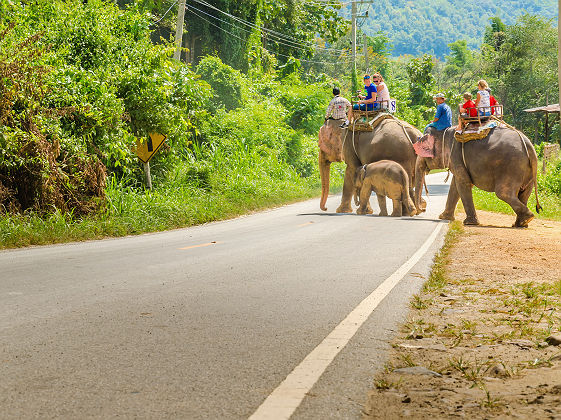 Touristes à dos d'éléphants dans un village près de Chiang Mai - Thaïlande