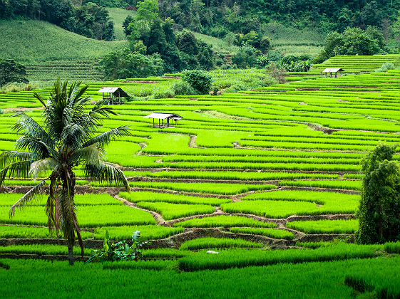 Thaïlande - Vue sur les rizières à Mae Chaem