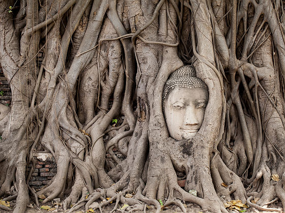 Visage de buddha sculpté dans un arbre, Ayutthaya - Thaïlande