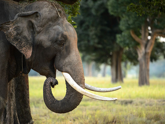 Portrait d'un éléphant dans la jungle - Thaïlande