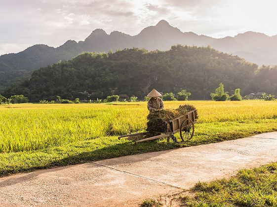 Femme travaillant dans les rizières, mai Chau