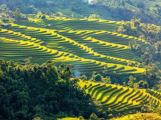 Rice fields on terraced of Hoang Su Phi, Ha Giang