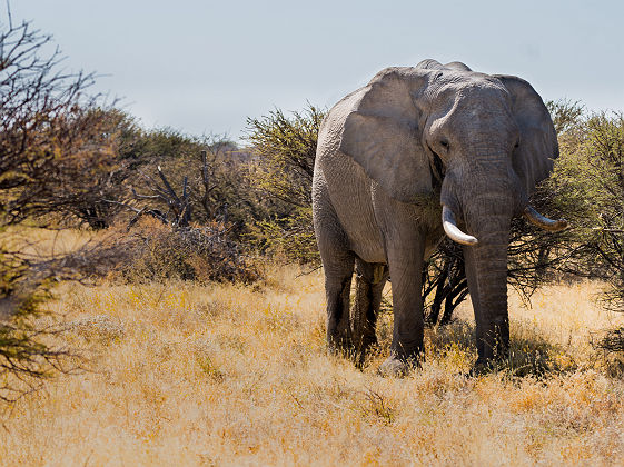 Eléphant du parc National Chobe - Botswana