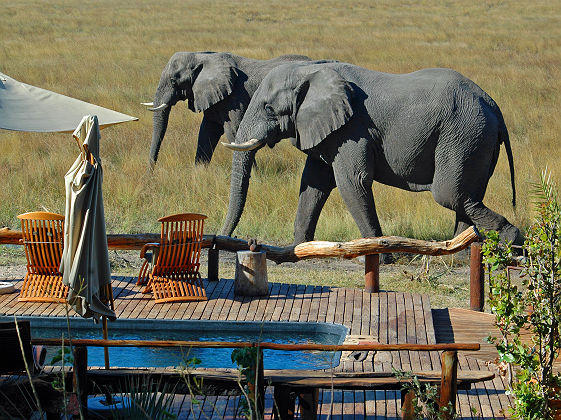 Deux éléphants près de la piscine d'un lodge dans le delta d'Okavango - Botswana