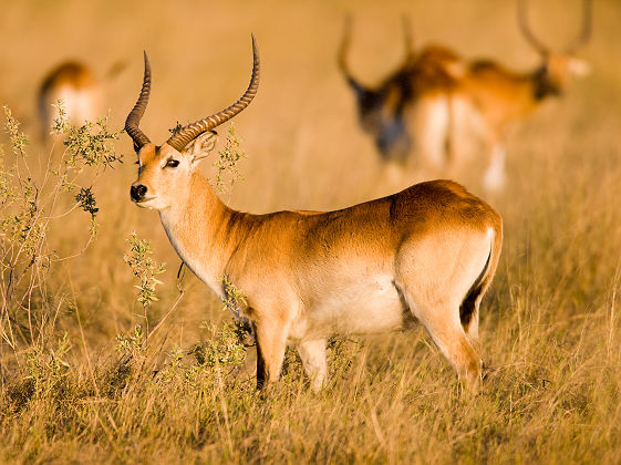 Afrique - Portrait d'un antilope dans la savane près du Delta d'Okavango