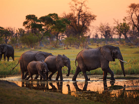 Afrique - Troupeau d'éléphants au parc national de Moremi