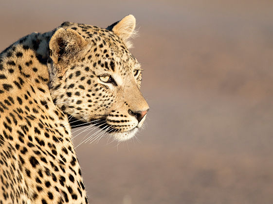 Portrait d'un léopard - Zimbabwe
