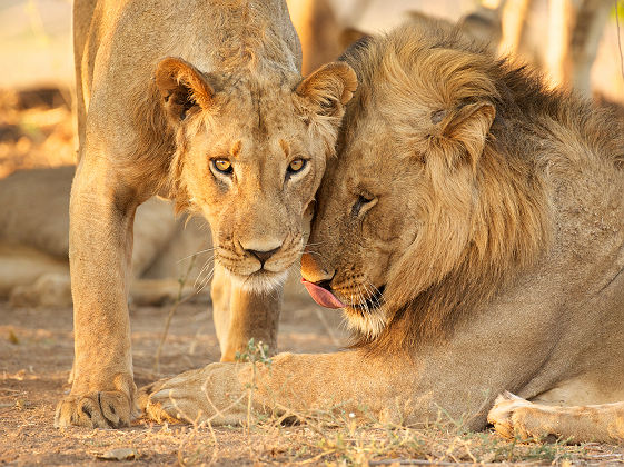 Deux lions - Zimbabwe