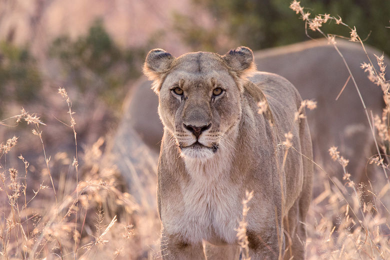 Afrique du Sud - Portrait d'une lionne au parc national Pilanesberg