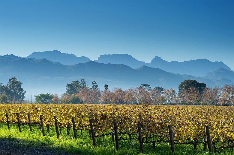 Vignoble de Stellenbosch - Afrique du Sud