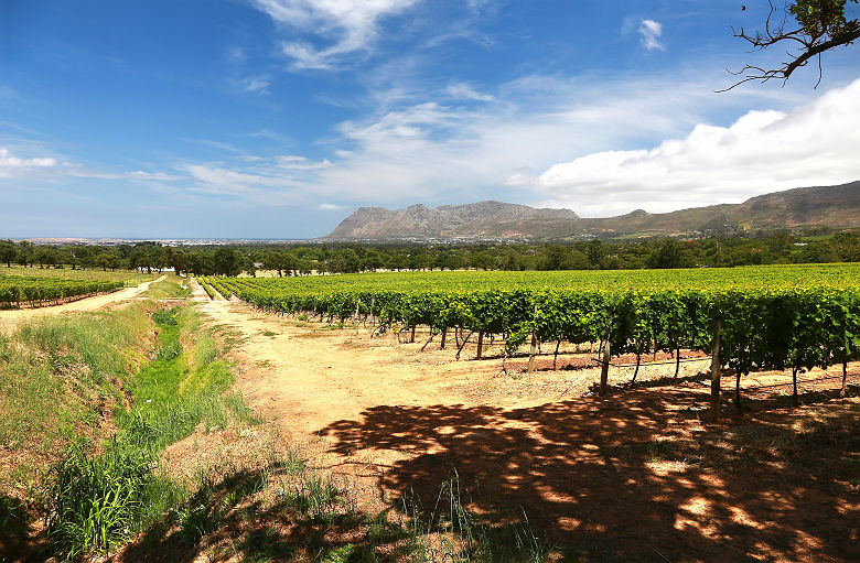 Vignoble près du Cap - Afrique du Sud