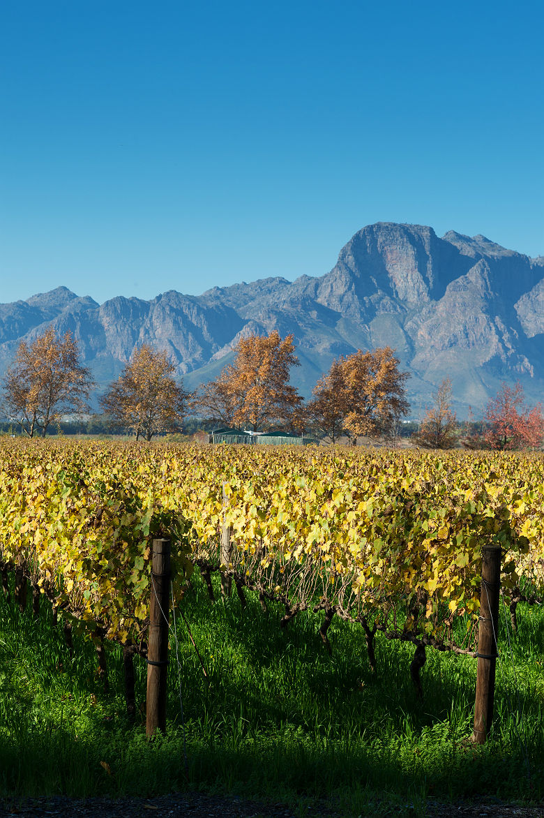 Vignoble de Stellenbosch - Afrique du Sud