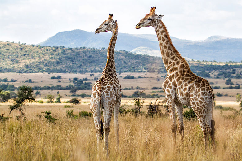 Girafes dans le parc de Pilanesberg - Afrique du Sud