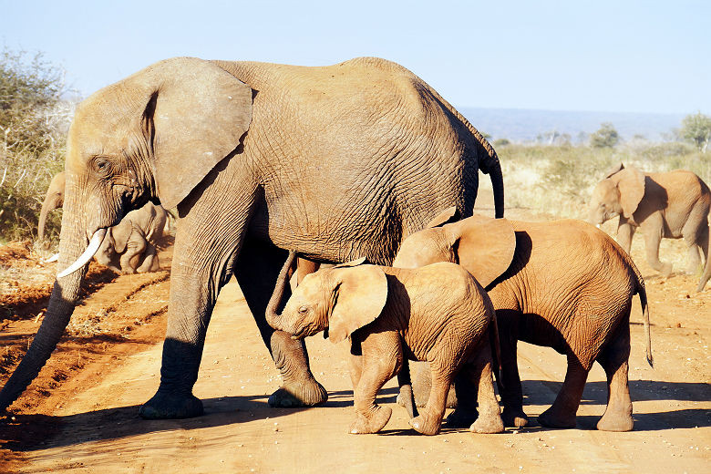 Famille d'éléphants dans la réserve de Madikwe - Afrique du Sud