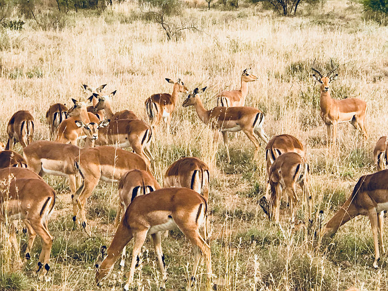 Troupeau de gazelles - Afrique du Sud
