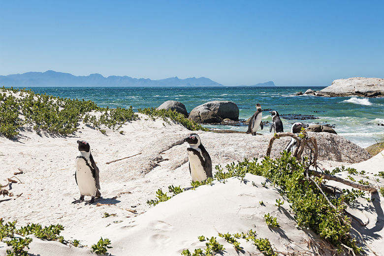 Manchots de Boulder's beach - Afrique du Sud