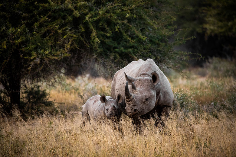 Rhinocéros dans le Kruger National Park