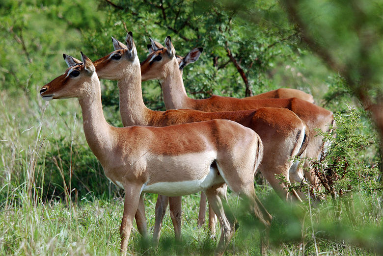 Afrique du Sud - Groupe d'impalas au parc Hluhluwe imfolozi