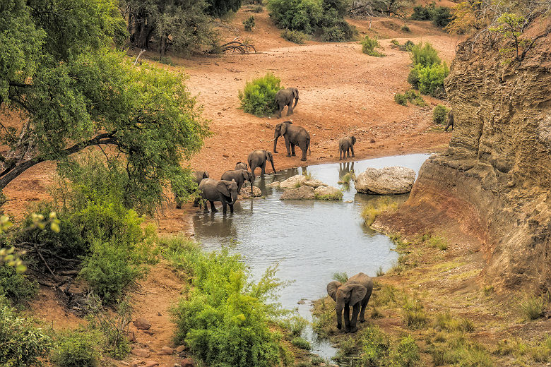Afrique du Sud - Groupe d'éléphants au parc national Kruger