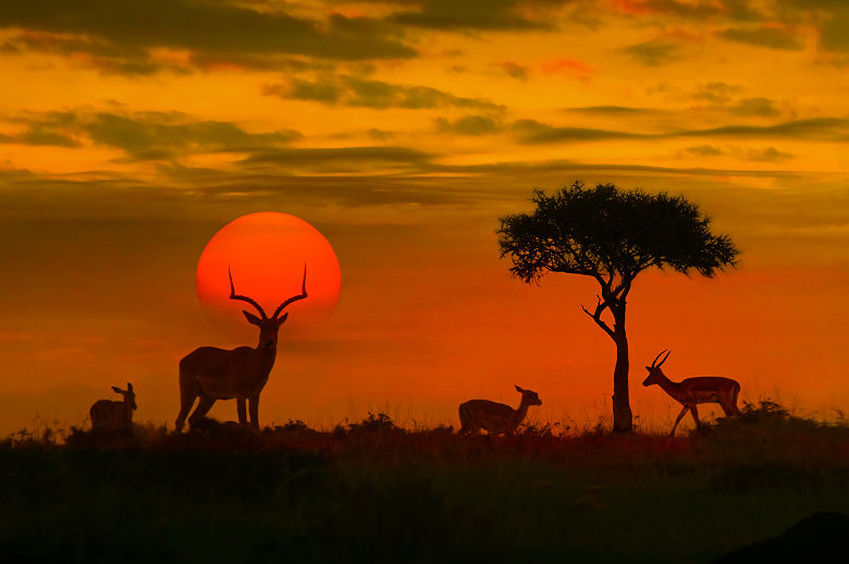 Silhouettes d'antilopes - Afrique du Sud