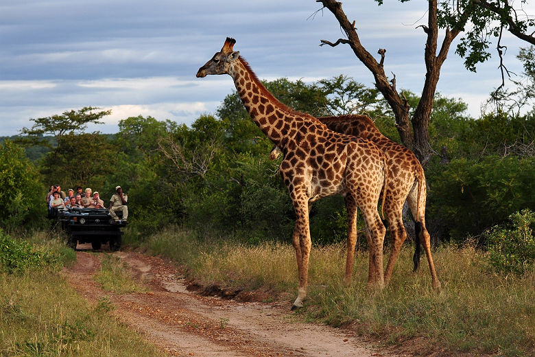 Girafes devant des touristes dans une voiture lors d'un safari - Kruger National Park, Afrique du Sud