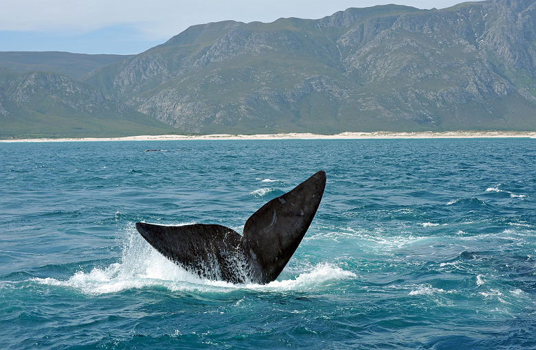 Afrique du Sud - Portrait d'une baleine franche australe qui plonge dans la mer près d'Hermanus