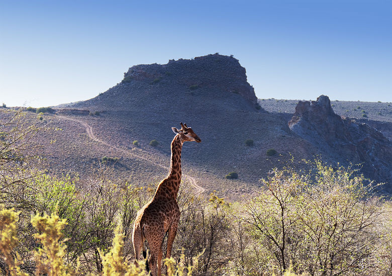 Girafe solitaire dans la reserve faunique de la Little Karoo