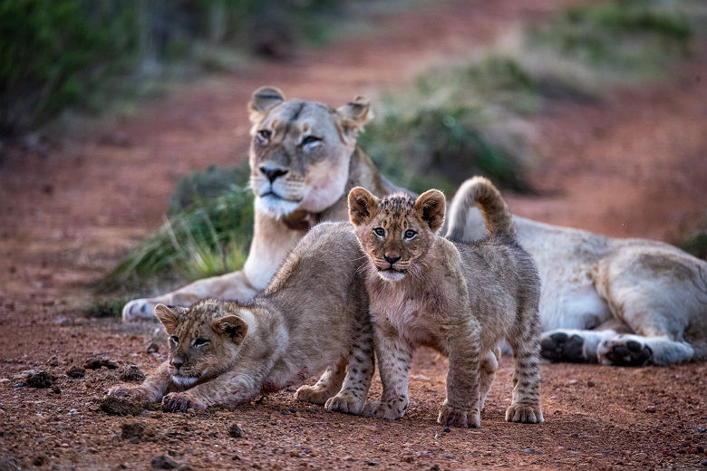 Kwena Lodge - Gondwana Game Reserve 