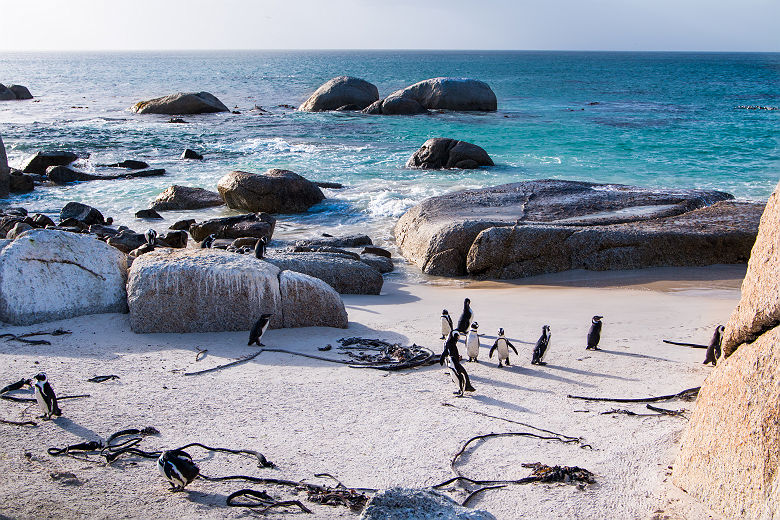 Manchots de Boulders Beach, Table Mountain, Le Cap - Afrique du Sud