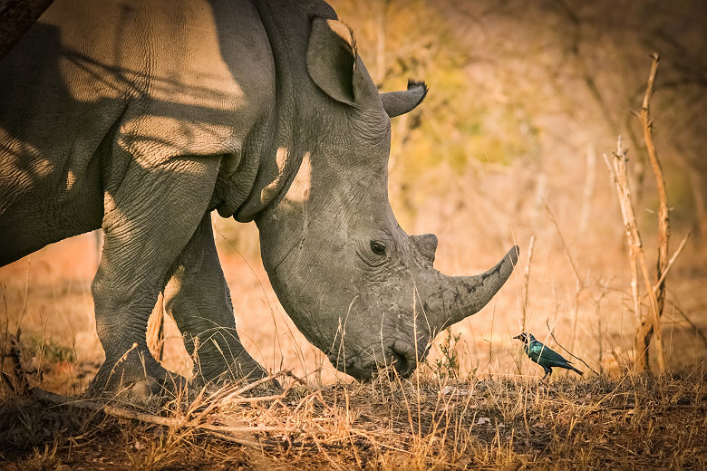 Afrique du Sud - Portrait d'un rhinocéros au parc national Kruger 