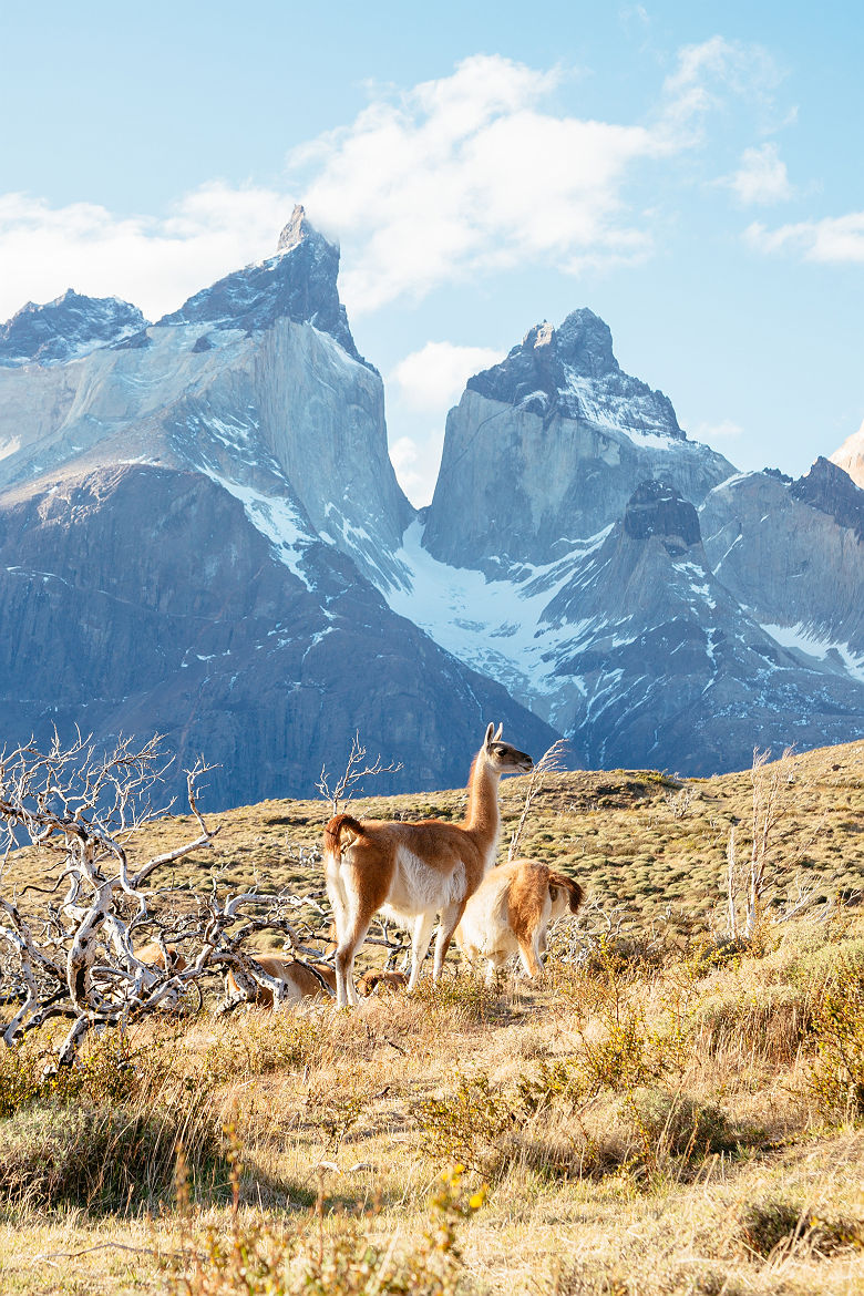 Guanaco (cousin du lama) dans la Patagonie chilienne - Chili
