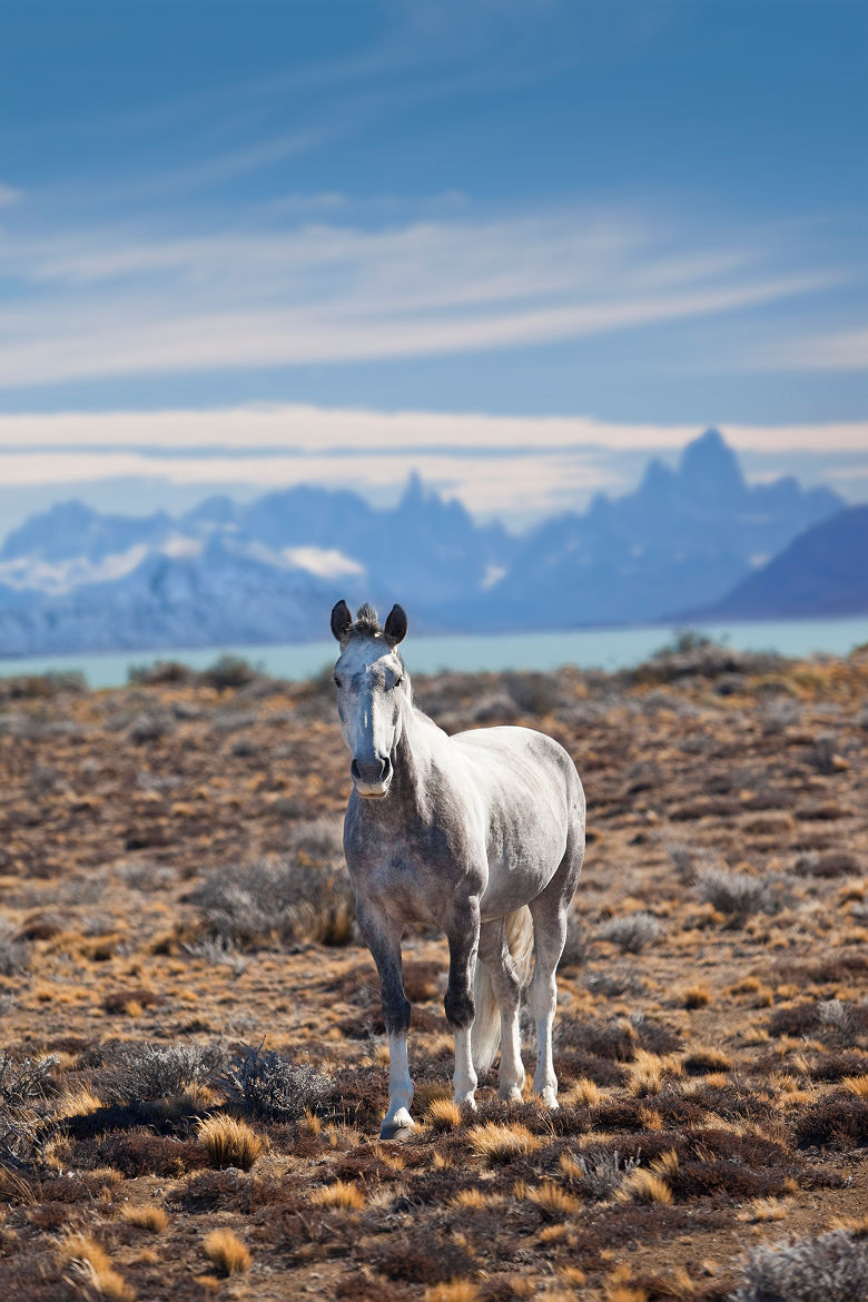 Cheval devant le mont Fitz Roy - Argentine