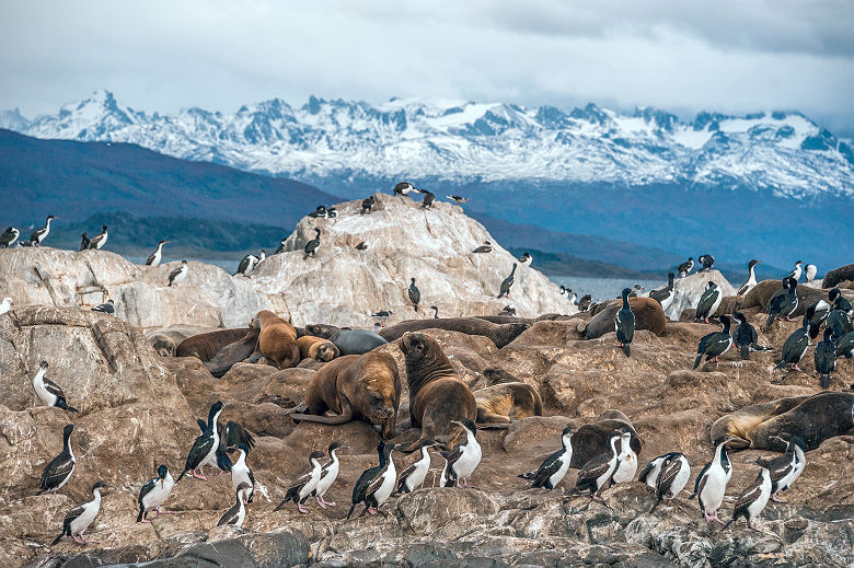 Cormorans impériaux et morses sur le canal de Beagle - Argentine
