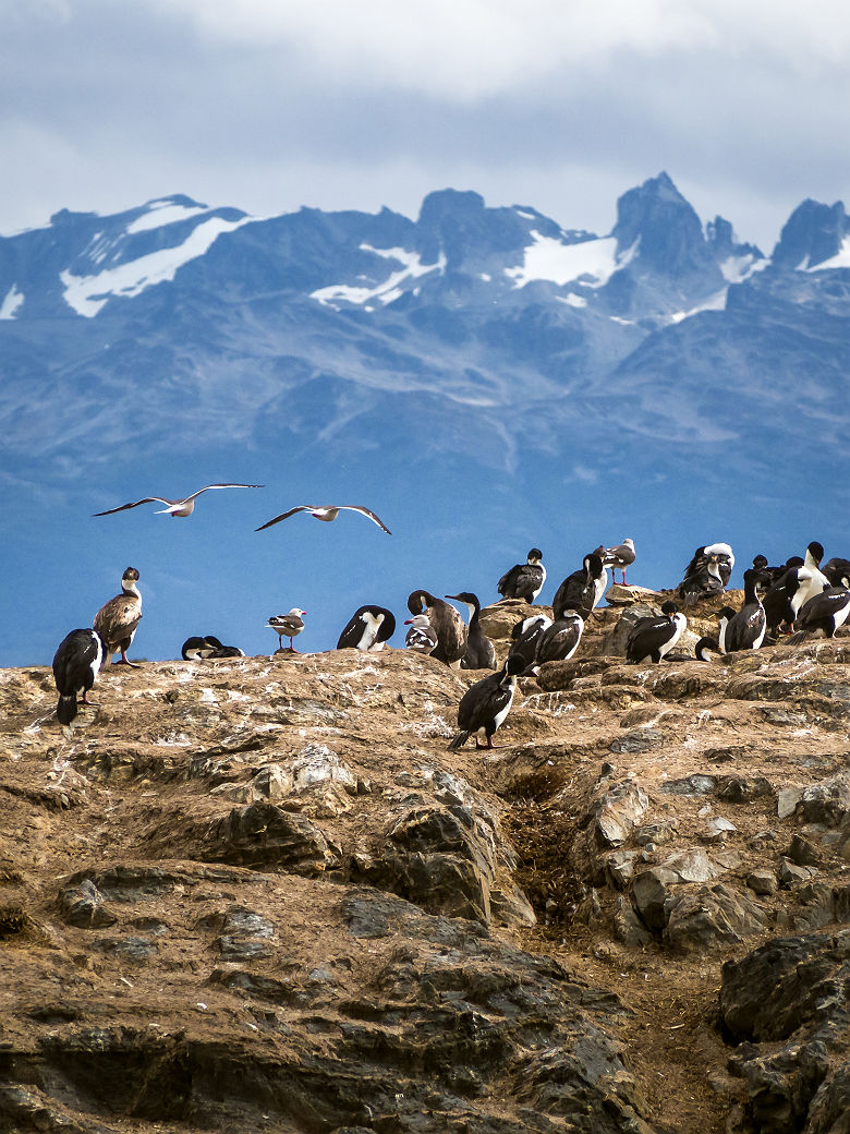 Cormorans impériaux sur une île du canal de Beagle près d'Ushuaia - Argentine