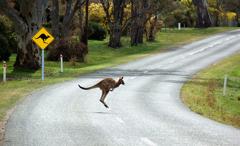 Kangourou traversant la route devant un panneau attention aux kangourous - Australie
